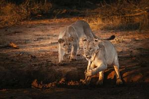 Female african lion playing with a stick at sunset photo