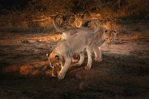 Playful lion cubs at sunset photo