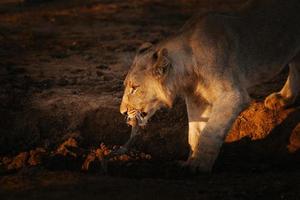 león africano hembra jugando con un palo al atardecer foto