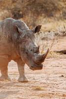 Endangered white rhino photo