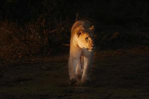 puesta del sol del retrato del león africano femenino foto