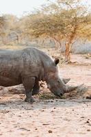 Endangered white rhino photo