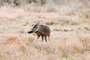 Warthog during sunset in South Africa photo