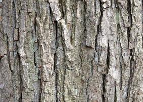 Old tree bark with beautiful patterns for decorative design or wallpapers, Natural background in abstract style. photo