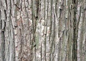 Old tree bark with beautiful patterns for decorative design or wallpapers, Natural background in abstract style. photo