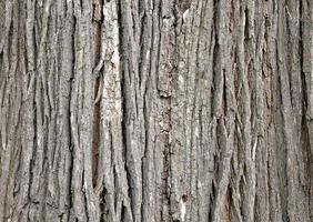 Old tree bark with beautiful patterns for decorative design or wallpapers, Natural background in abstract style. photo