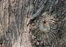 Old tree bark with beautiful patterns for decorative design or wallpapers, Natural background in abstract style. photo