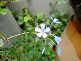 Beautiful Plumbago auriculata Laman in the late morning. photo