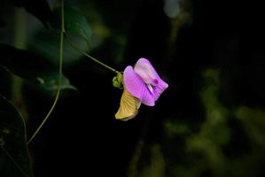 flor morada en filipinas foto