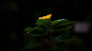 morning glory yellow photo