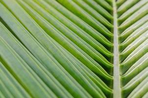 Coconut Leaf Close Up Detail for Soft Focus Concept Background photo