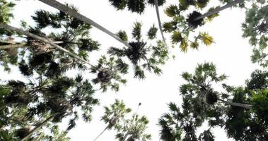 Low angle view looking up at the top of the tropical rainforest trees. video