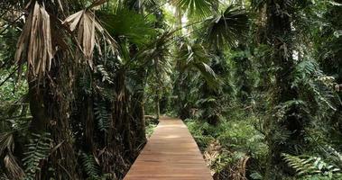 marchant sur un pont en bois dans les arbres de la forêt tropicale. video