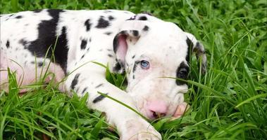 Welpe der Deutschen Dogge, der an einem hellen Tag auf grünem Gras ruht. Haustiere-Konzept. video