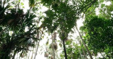 Low angle view looking up at the top of the tropical rainforest trees. video