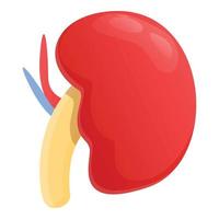 icono de riñón de urología, estilo de dibujos animados vector