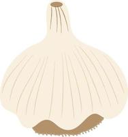 Hand drawn style illustration Garlic vector