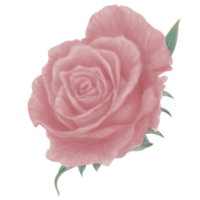 Decorative Pastel Pink Roses Bloom in Side with Watercolor Style png