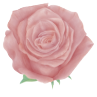 Decorative Pastel Pink Roses Bloom in Front with Watercolor Style png