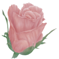 Decorative Pastel Pink Roses Budding in Side Watercolor png