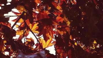 Schönheit des Herbstwaldes. schöner natürlicher grüner sonnenschein bokeh hintergrund. verschwommenes frisches Sommerlaub von Ahornbäumen im Gegenlicht des Sonnenuntergangs gemütliche strahlende Sonne mit Sonneneruptionen und Sonnenstrahlen. video