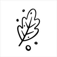 hoja de roble dibujada a mano, hoja de otoño. ilustración vectorial en estilo garabato. aislado en blanco vector