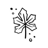 Hand drawn Maple Leaf, autumn leaf. Vector illustration in Doodle style. Isolated on white.