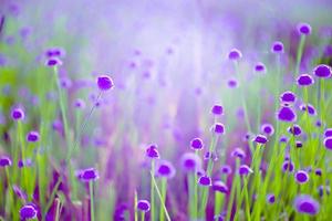 flor de flor borrosa, púrpura en el campo. hermoso crecimiento y flores en el prado que florece en la naturaleza foto