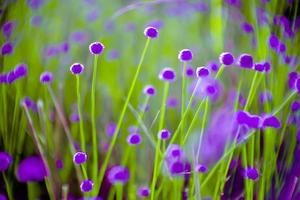 blurred,Purple flower blossom on field. Beautiful growing and flowers on meadow blooming in nature photo