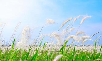 hermoso campo de flores de hierba blanca sobre fondo de naturaleza de cielo azul foto