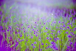 flor de flor borrosa, púrpura en el campo. hermoso crecimiento y flores en el prado que florece en la naturaleza foto