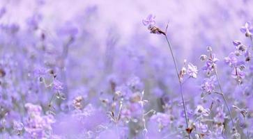 Purple flower blossom on field, Beautiful growing and flowers on meadow blooming in the morning.Soft pastel on nature bokeh background,vintage style photo