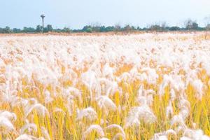 White Grass Field In the Autumn leaves. photo