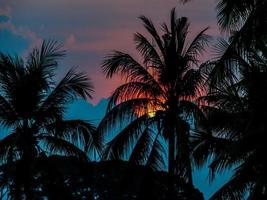 Silhouette of palm trees photo