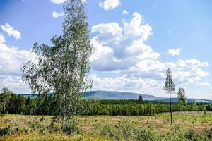 Trees and grass photo