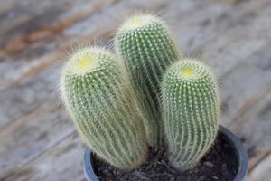 Cactus growth in a black plastic pot on wooden table. photo