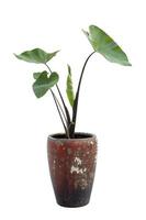 Elephant Ear taro plants in brown pot isolated on white background. photo