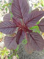 Bayam merah, wallpaper, beautiful nature, red spinach photo