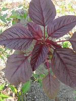 Bayam merah, wallpaper, beautiful nature, red spinach photo