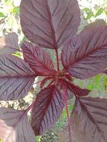 Bayam merah, wallpaper, beautiful nature, red spinach photo