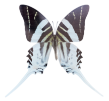 graphium androcles schmetterling isoliert png