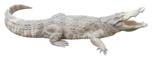 Albino crocodile isolated png