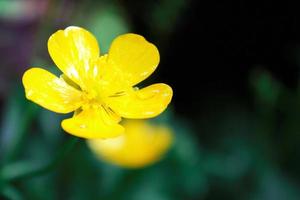 bright yellow flowers against green blur background photo