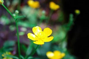 bright yellow flowers against green blur background photo