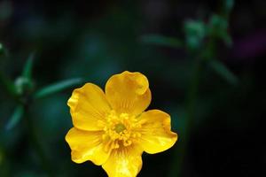 bright yellow flowers against green blur background photo