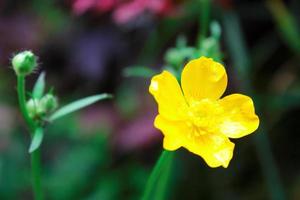 bright yellow flowers against green blur background photo