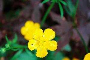 bright yellow flowers against green blur background photo