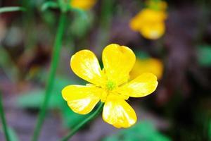 bright yellow flowers against green blur background photo