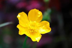bright yellow flowers against green blur background photo