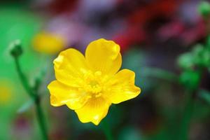 bright yellow flowers against green blur background photo